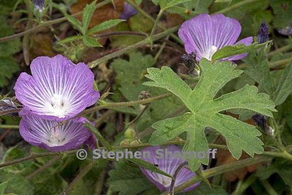 sidalcea asprella ssp asprella 1 graphic